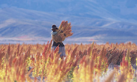 Quinoa harvest in BoliviaPhotograph: Laurent Giraudou/Corbis